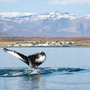 Holland America Line Rotterdam - afvaart Rotterdam v.a. p.p. €1979.00 (Unieke route!)