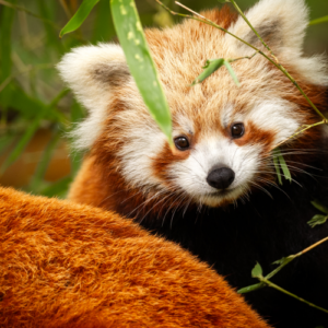 ZOO Planckendael €24.4,-