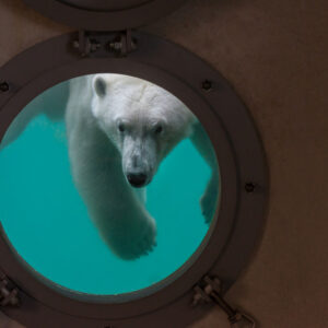 Wildlands Adventure Zoo Emmen €24,-