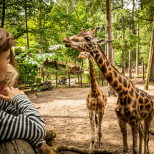 DierenPark Amersfoort €23,-