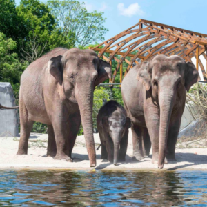 ARTIS-Park tickets met korting €24.5,-