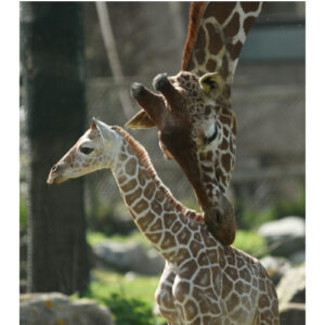 Diergaarde Blijdorp met korting €24.5,-