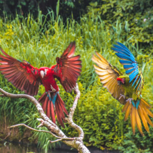 Vogelpark Avifauna €17.5,-