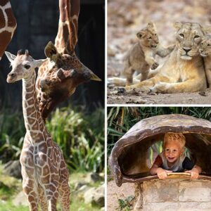 Entreeticket Diergaarde Blijdorp €21.50