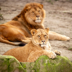 ZOO Antwerpen €25.2,-