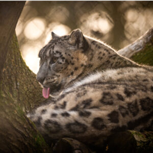 ZOO Planckendael €26.8,-